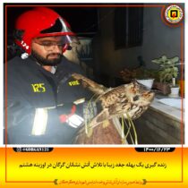 زنده گیری یک بهله جغد با تلاش آتش نشانان گرگان در اوزینه هشتم