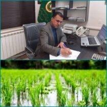 مدیر تعاون روستایی گلستان خبر داد:  کشت قراردادی برنج در بیش از سه هزار هکتار از اراضی تحت پوشش استان