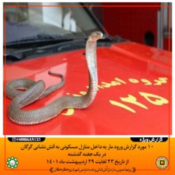 10 مورد گزارش ورود مار به منزل مسکونی در هفته گذشته در گرگان