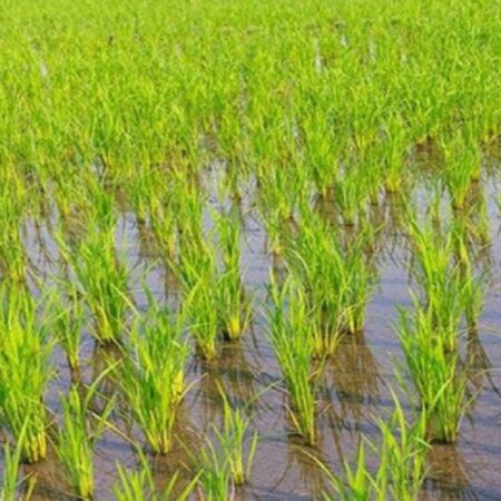 مدیرعامل آب منطقه‌ای گلستان : کاهش 20 تا 50 درصد کشت محصولات در اراضی وابسته به آب‌های زیرزمینی و سطحی