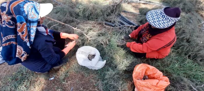 جمع‌آوری بذرهای درختان جنگلی در استان گلستان آغاز شد