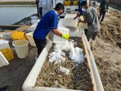 میگوی گلستان عاری از بیماری لکه سفید