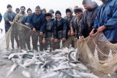 رشد ۲۳ درصدی صید ماهیان استخوانی از آبهای استان گلستان
