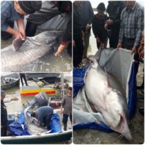 صید فیلماهی ۲۰۰ کیلویی توسط صیادان پره گلستانی