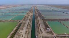 ذخیره سازی بیش از ۱۹۰ میلیون قطعه بچه میگو در مزارع گمیشان