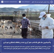 واکسیناسیون سگ های بلاصاحب جمع آوری شده در پناهگاه با همکاری شهرداری علی آباد کتول