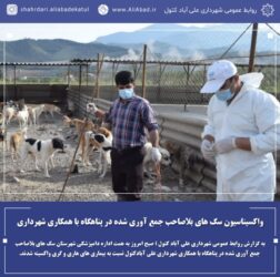 واکسیناسیون سگ های بلاصاحب جمع آوری شده در پناهگاه با همکاری شهرداری علی آباد کتول