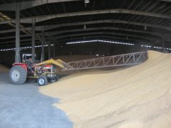 کیفیت  بذر گندم شرکت خدمات  حمایتی کشاورزی استان گلستان  جزء بهترین بذر های  تولیدی کشور