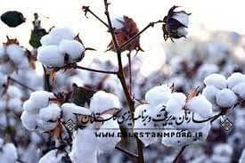برگزاری سومین همایش بین المللی دانش، صنعت و تجارت پنبه ایران -گرگان