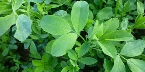 واردات یونجه بهانه سوء استفاده ارز دولتی