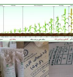 توصیه های تغذیه ای برای باز توانی گیاه وکاهش اثرات سرمازدگی و مقابله با شرایط بیماری زا