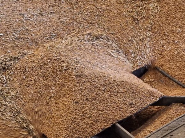 بازدید اصحاب رسانه از سیلوی دولتی فاضل آباد با هدف بررسی روند خرید تضمینی گندم استان(تصویری)