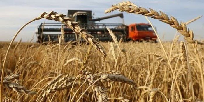 پیش بینی خرید تضمینی یک میلیون و یکصد هزار تن گندم در گلستان