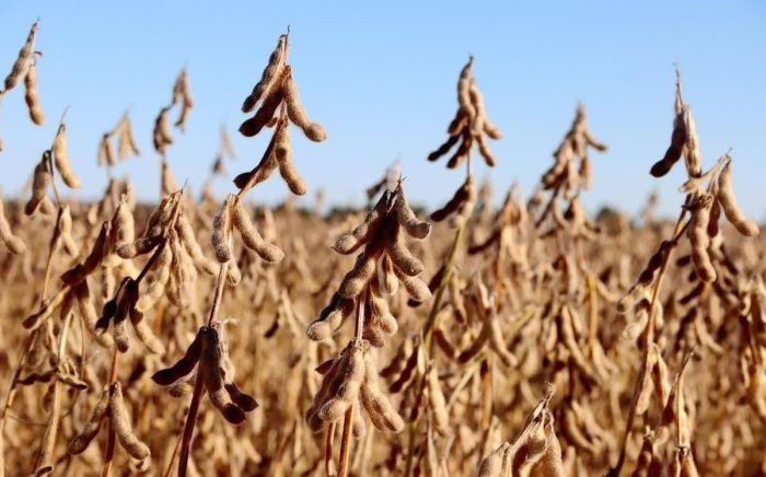 پیگیری مطالبات سویاکاران گلستانی