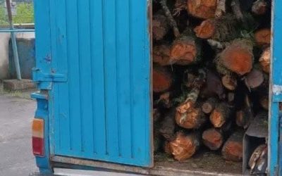 کشف ۳ تن چوب جنگلی قاچاق در گنبدکاووس