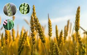 مدیریت تغذیه‌ گیاه در شرایط تنش سرما
