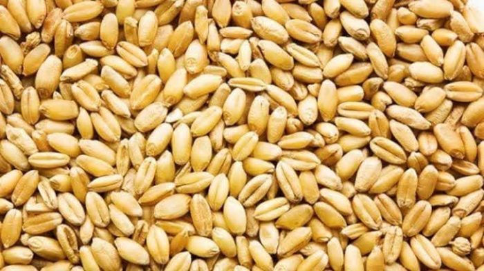 نهادینه کردن مصرف بذر گواهی شده در تمامی مناطق آبی و دیم استان گلستان
