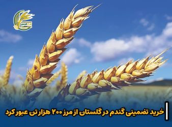 عبور خرید تضمینی گندم در گلستان از مرز ۲۰۰ هزار تُن