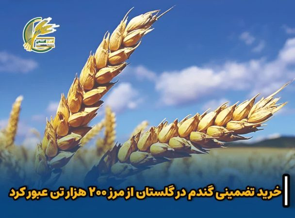 عبور خرید تضمینی گندم در گلستان از مرز ۲۰۰ هزار تُن
