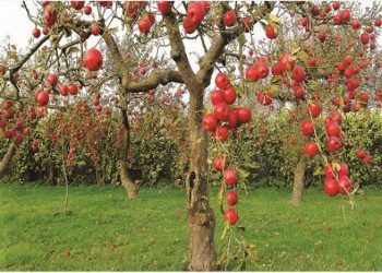 لزوم تامین و تخصیص کود برای باغات گلستان بر اساس برش الگوی کشت