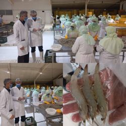 بازدید از مراکز عمل آوری و بسته بندی میگو توسط کارشناسان دامپزشکی استان انجام می شود