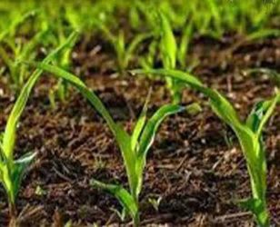 کود شیمیایی، موتور محرک امنیت غذایی گلستان