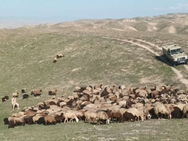توقیف و مهار ۱۱۳۰ راس احشام توسط مرزبانان هنگ مرزی اترک