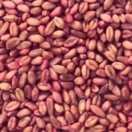 کیفیت بذر گندم تولیدی استان از بهترین‌ها در کشور است