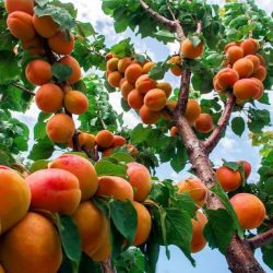 تأمین بیش از ۱۷۰۰ تن کود برای ۳۰ هزار هکتار باغات گلستان