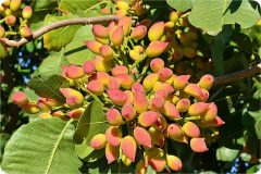 حمایت از پسته اصیل ایرانی؛ توزیع کود یارانه‌ای بر اساس الگوی کشت در گلستان