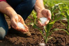 کود اوره به اندازه کافی تامین شد / توصیه‌های فنی برای مصرف سرک گندم و جو