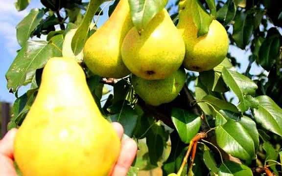 سامانه جدید پایش کودی در گلستان فعال شد / حمایت هدفمند از ۹۰۱ هکتار باغ گلابی برای سال زراعی آینده