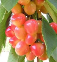 گلستان در مسیر کشاورزی هوشمند؛ کود آلبالوکاران بر اساس الگوی کشت و سامانه پایش توزیع می‌شود