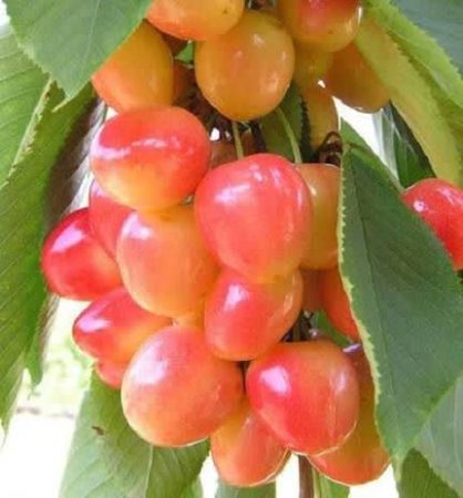 گلستان در مسیر کشاورزی هوشمند؛ کود آلبالوکاران بر اساس الگوی کشت و سامانه پایش توزیع می‌شود