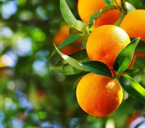 اجرای طرح تغذیه هوشمند باغ‌های پرتقال در گلستان؛ هر هکتار ۱۵۰ کیلوگرم ازت و پتاس