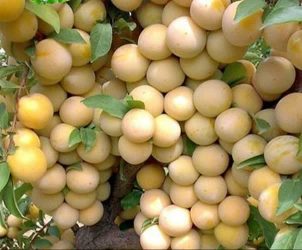 باغداران آلو در گلستان از امسال کود خود را بر پایه الگوی کشت و آزمایش خاک دریافت می‌کنند