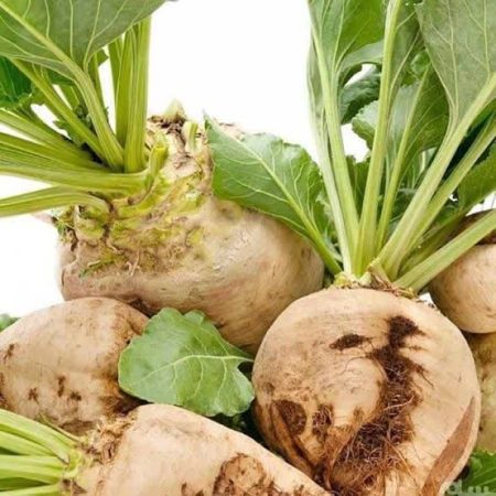 چغندر قند پاییزه، محصولی اقتصادی با نیاز آبی کم؛ حمایت گسترده از کشاورزان گلستانی با تأمین نهاده‌های کودی