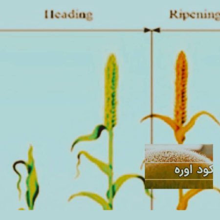 خطر شیوع زنگ زرد و سفیدک پودری با تداوم بارش‌ها افزایش یافت