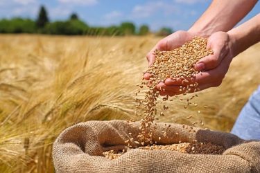 آغاز طرح خرید تضمینی گندم همزمان با بهره‌برداری از سیلوی دولتی در گلستان