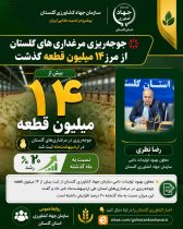 جوجه‌ریزی مرغداری‌های گلستان از مرز ۱۴ میلیون قطعه گذشت