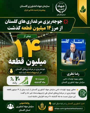 جوجه‌ریزی مرغداری‌های گلستان از مرز ۱۴ میلیون قطعه گذشت