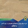 ضربه مهلک پلیس‌ به اخلاگران اقتصادی در حوزه گندم