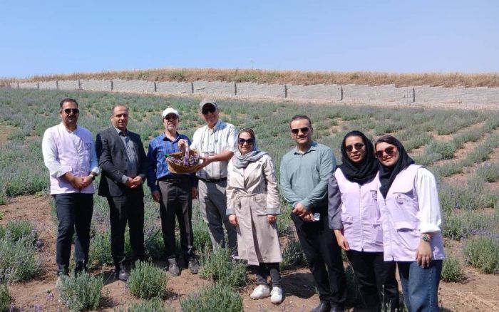 گامی نو برای توسعه فضای سبز پایدار؛ بازدید مدیران شهری گرگان از مزرعه اسطوخودوس