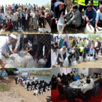 آغاز رهاسازی بچه ماهیان خاویاری و استخوانی در رودخانه های گلستان