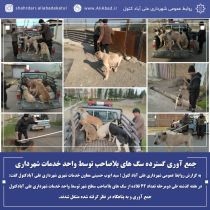 جمع آوری گسترده سگ های بلاصاحب توسط واحد خدمات شهرداری