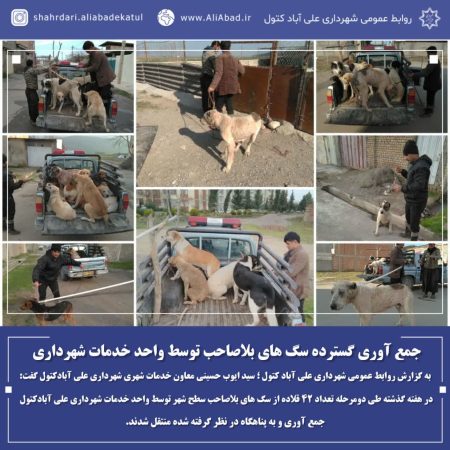 جمع آوری گسترده سگ های بلاصاحب توسط واحد خدمات شهرداری