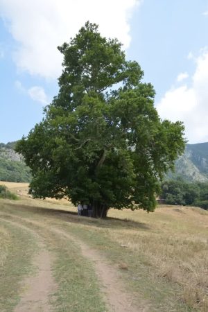 ثبت ۳ اثر طبیعی استان گلستان در فهرست آثار ملی