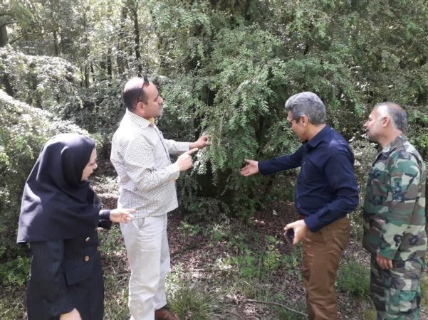 بازدید ریاست محترم اداره حفاظت مهندس نیکویی به همراه کارشناسان اداره با هدف نظارت بر درختان شمشاد جنگل هیرکانی شهرستان بندرگز