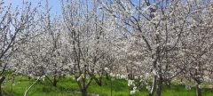 روستاهای تحت پوشش ترسیب کربن در بخش چشمه ساران با شکوفه های گیلاس طبیعت بهاری به خود گرفتند