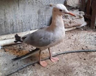 تحویل یک بهله پرنده کاکایی محیط زیست شهرستان بندرترکمن